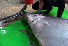 【300款】鱼肉海鲜手工切割分解切片摆盘小说推文视频素材